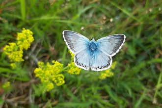 Totternhoe Chalkhill Blue