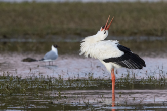 White stork Summer Leys Matt Hazleton