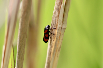 Black and red froghopper on reed