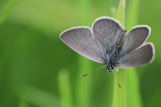 A small blue butterfly rests on a grass stem, it's open wings are almost black, with a sprinking of shining blue
