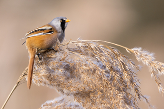 A bearded tit perched on foliage