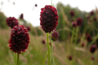 Close image of great burnet plant