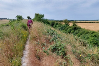 A man walking on a thin pathway surrounded by long grasses at Fleam Dyke