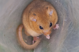 Dormouse by Alistair Grant