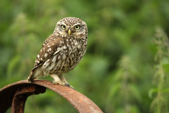 Little Owl perched 
