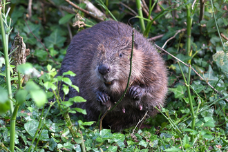 Beaver perched in greenery, holding a twig, slightly showing its bright orange teeth