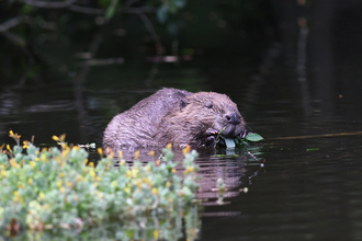 Beaver carrying a mouthful of greenery in its mouth through a body of water
