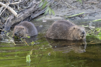 Two beavers at the waters edge feeding