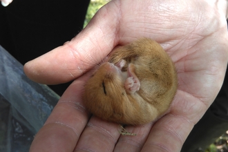 dormouse
