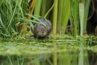 water vole