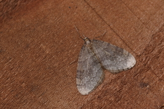 A winter moth resting on a wooden board. It's an almost triangular, pale grey-brown moth