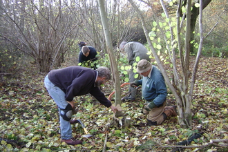 coppicing