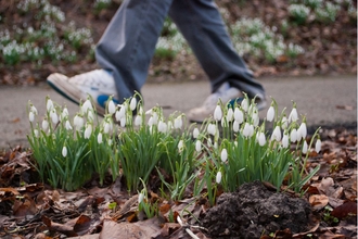 Close up of a small patch of snowdrops, on the side of a footpath with someone walking by