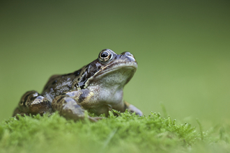 Common frog on moss