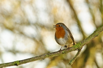 Robin singing by Chris Maguire
