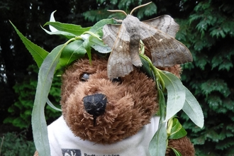 BCN Ted with poplar hawkmoth by Rebecca Neal