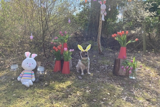 Small terrier wearing Easter bunny ears siting amongst trees and Easter decorations including tulips and Easter bunnies