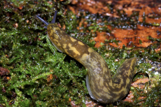 Cellar slug Brian Eversham