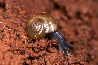 Glass snail