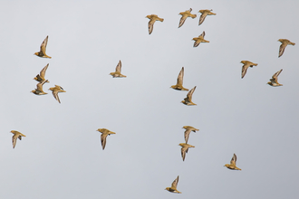 Golden Plover flock