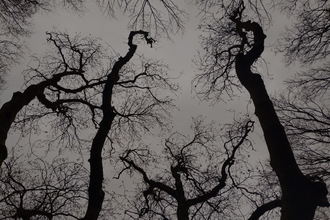 tree silhouettes in Gamlingay Wood by Rebecca Neal