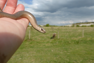 Slow worm