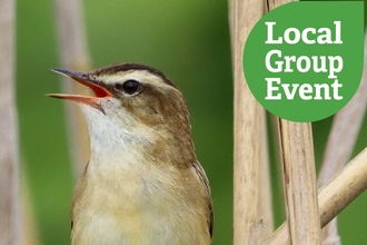 Sedge warbler, close-up, with its head tilted to the side and beak open