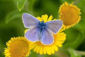 Common blue butterfly perched on a yellow flower