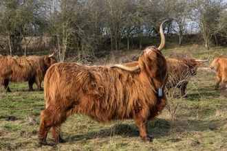 Highland cow scratching her back with her horns