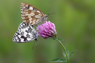Marbled White Butterflies, two together perched on a pink flower, close up