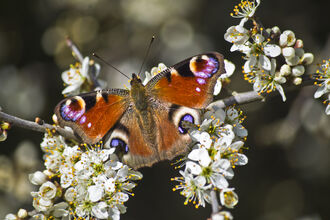 Peacock butterfly, close up, on spring blossom