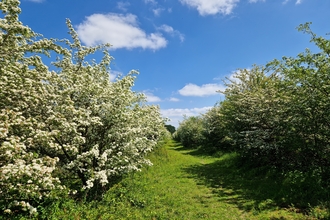 A pathway through the scrub at Strawberry hill, lined on both sides by full bushes, and highlighted by a blue, sunny sky