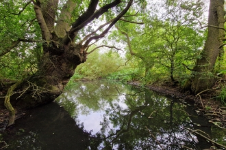 A view of a large pond at Strawberry hill, under the canopy of lush green leaves on large trees, one leaning over the water