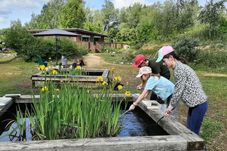 Young people pond dipping in raised ponds with yellow irises in flower in the ponds