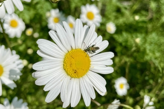 bug on oxeye daisy