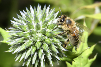 Flower and bee