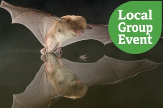 Bat walk