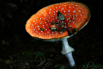 An upturned fly agaric mushroom, its red tinged with orange, against a dark background