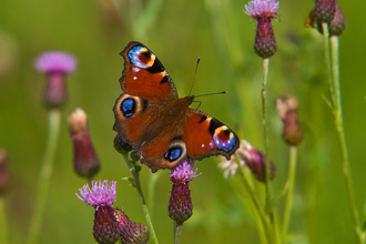 peacock butterfly