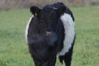 Belted Galloway - Paul Wyer