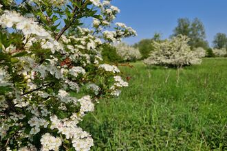 Hawthorn blossom