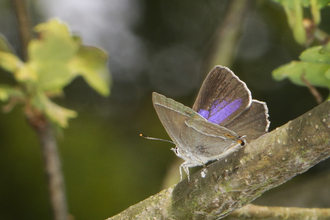 Purple hairstreak butterfly