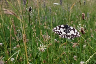 Marbled white butterfly at Bradgers Hill by Rebecca Neal