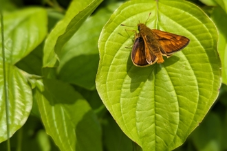 Large skipper butterfly on dogwood by Rebecca Neal