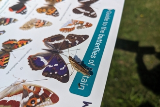 grasshopper on a butterfly guide by Rebecca Neal