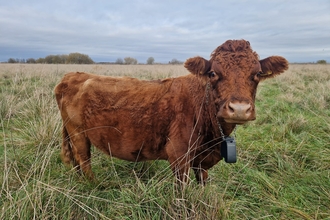 Dexter cattle with NoFence collar at Great Fen