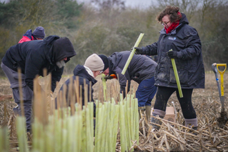 Staff planting at Muchwood