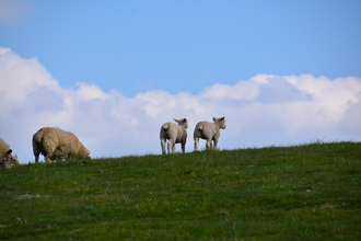 sheep at pegsdon