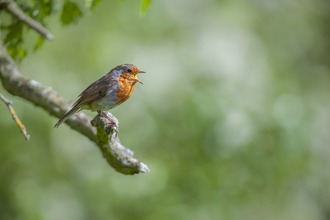 Robin in a tree by Neil Aldridge