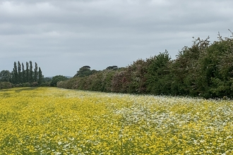 Wildflower Meadow, Wood End Farm, Cople